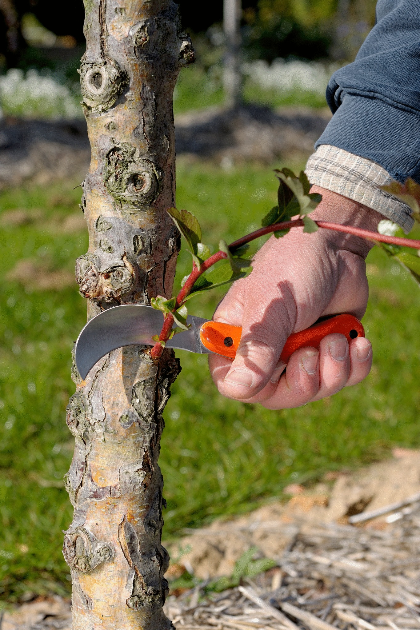 Bahco Pruning Knife - Image 4